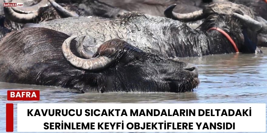 Kavurucu Sıcakta Mandaların Deltadaki Serinleme Keyfi Objektiflere Yansıdı