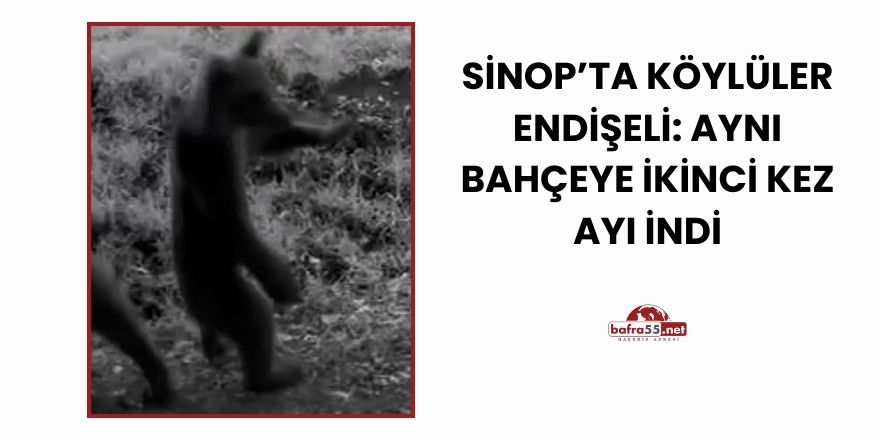 Sinop’ta Köylüler Endişeli: Aynı Bahçeye İkinci Kez Ayı İndi