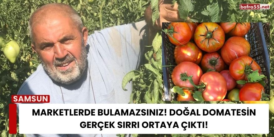 Marketlerde Bulamazsınız! Doğal Domatesin Gerçek Sırrı Ortaya Çıktı!