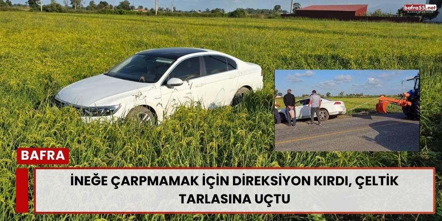 İneğe Çarpmamak İçin Direksiyon Kırdı, Çeltik Tarlasına Uçtu