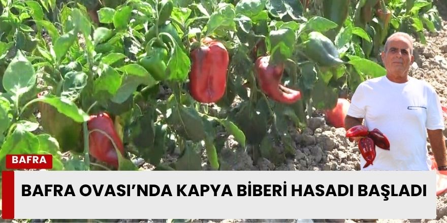 Bafra Ovası’nda Kapya Biberi Hasadı Başladı