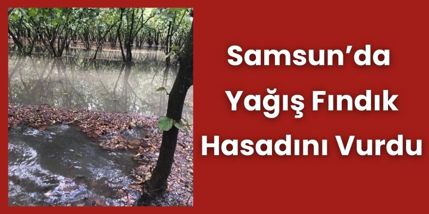 Samsun’da Yağış Fındık Hasadını Vurdu