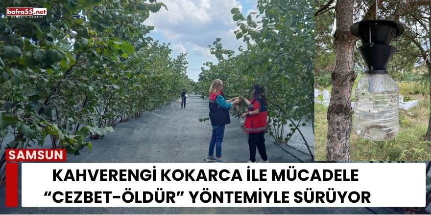 Kahverengi Kokarca ile Mücadele “Cezbet-Öldür” Yöntemiyle Sürüyor