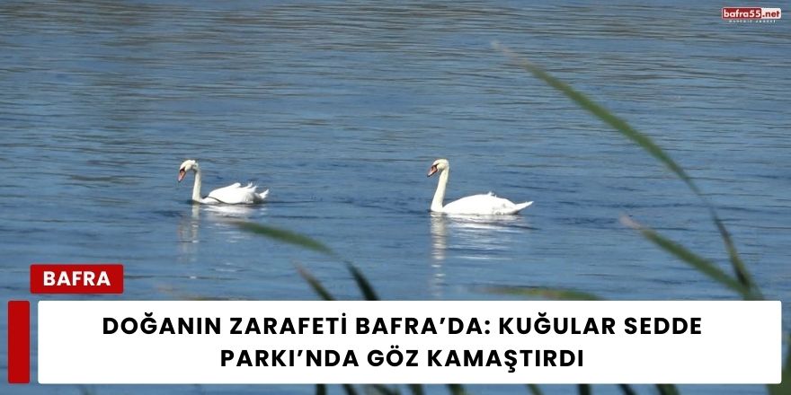 Doğanın Zarafeti Bafra’da: Kuğular Sedde Parkı’nda Göz Kamaştırdı