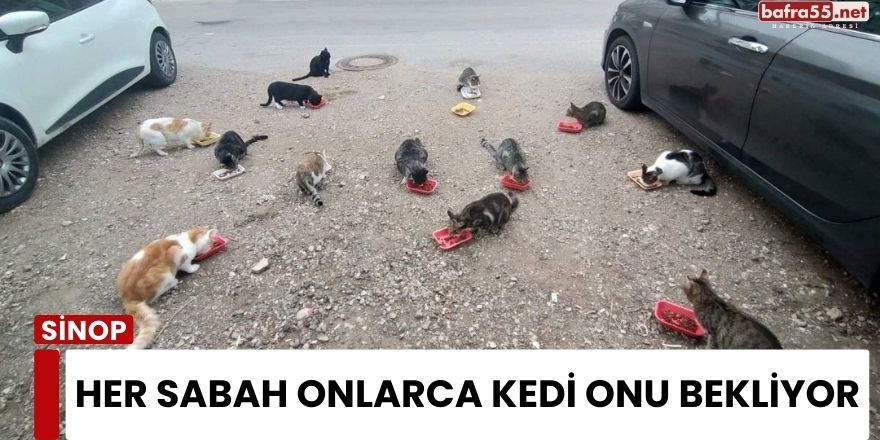 Her Sabah Onlarca Kedi Onu Bekliyor!