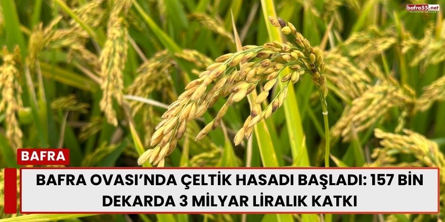 Bafra Ovası’nda Çeltik Hasadı Başladı: 157 Bin Dekarda 3 Milyar Liralık Katkı