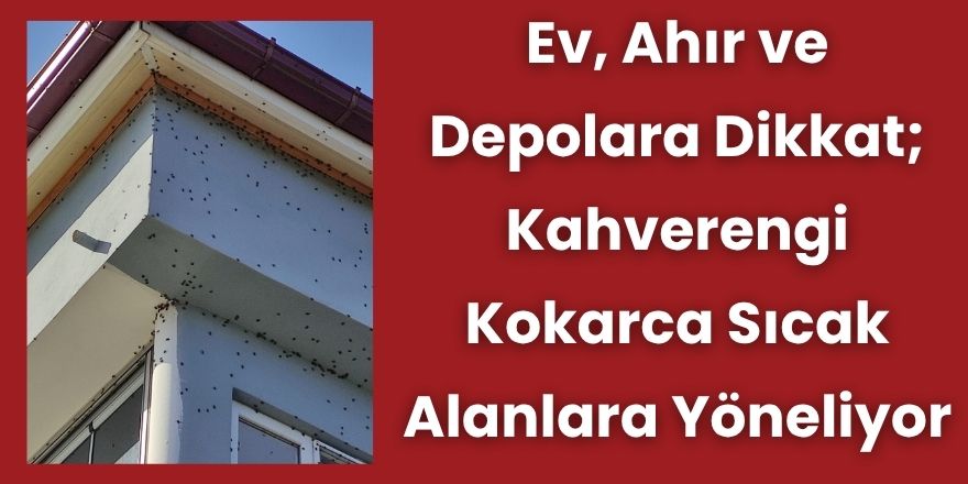 Ev, Ahır ve Depolara Dikkat; Kahverengi Kokarca Sıcak Alanlara Yöneliyor