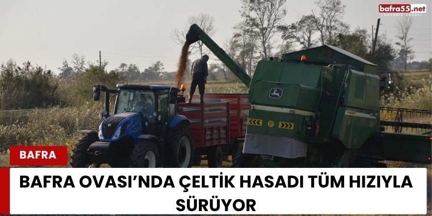 Bafra Ovası’nda Çeltik Hasadı Tüm Hızıyla Sürüyor