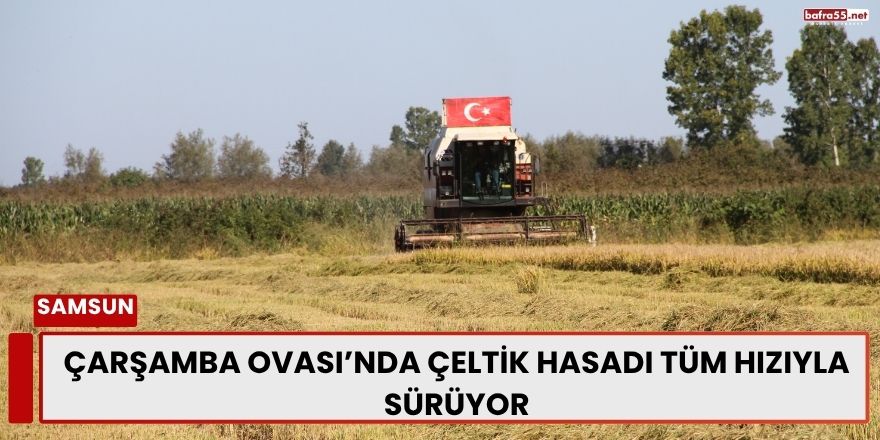 Çarşamba Ovası’nda Çeltik Hasadı Tüm Hızıyla Sürüyor
