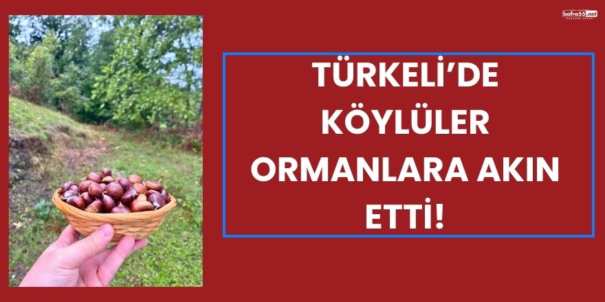 Türkeli’de Köylüler Ormanlara Akın Etti!