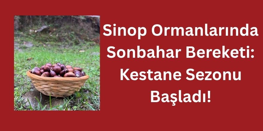Sinop Ormanlarında Sonbahar Bereketi: Kestane Sezonu Başladı!