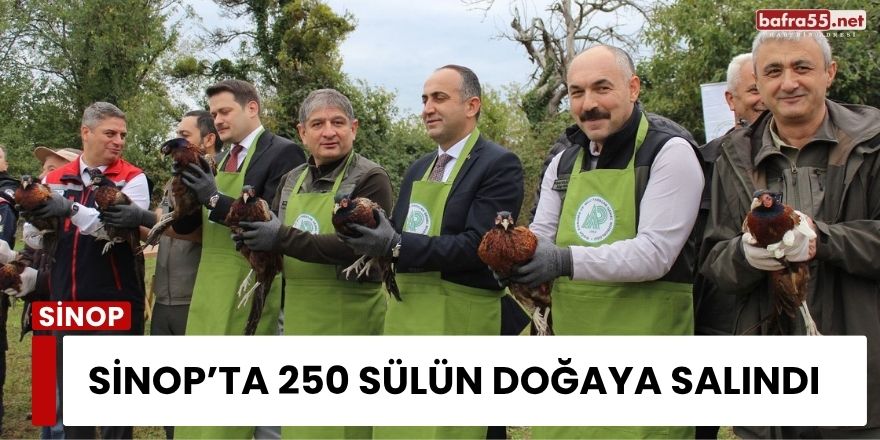 Sinop’ta 250 Sülün Doğaya Salındı