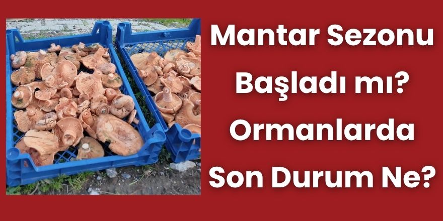 Mantar Sezonu Başladı mı? Ormanlarda Son Durum Ne?
