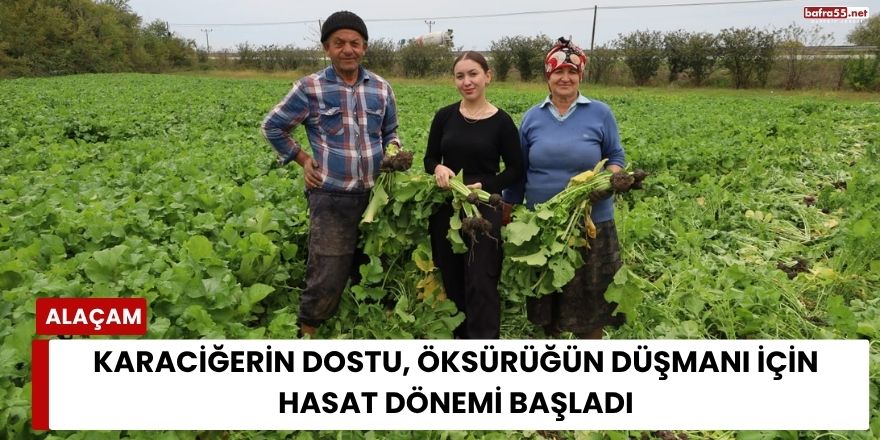 Karaciğerin Dostu, Öksürüğün Düşmanı İçin Hasat Dönemi Başladı