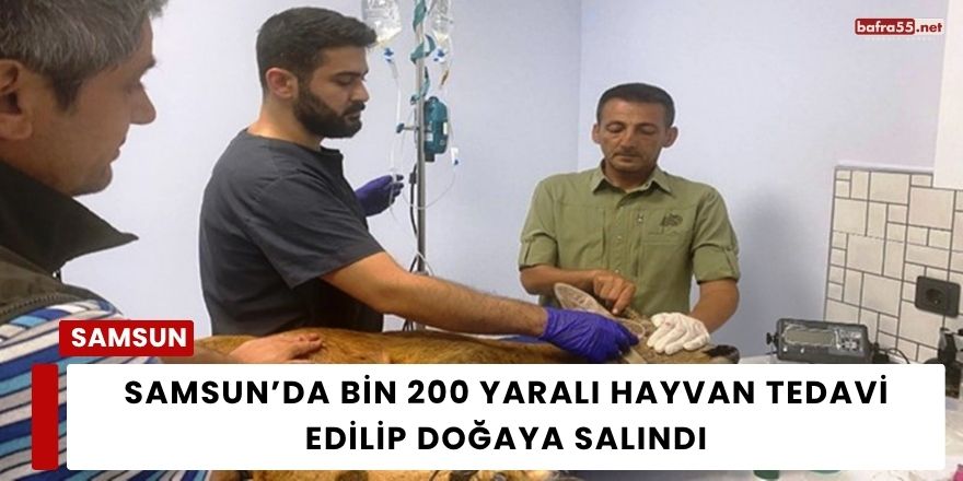 Samsun’da Bin 200 Yaralı Hayvan Tedavi Edilip Doğaya Salındı