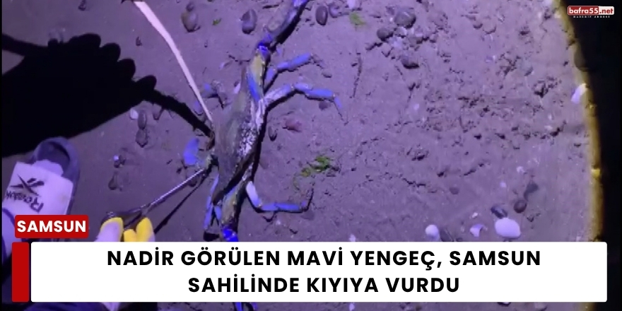 Nadir Görülen Mavi Yengeç, Samsun Sahilinde Kıyıya Vurdu