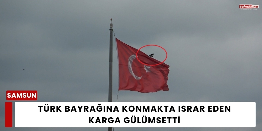 Türk Bayrağına Konmakta Israr Eden Karga Gülümsetti