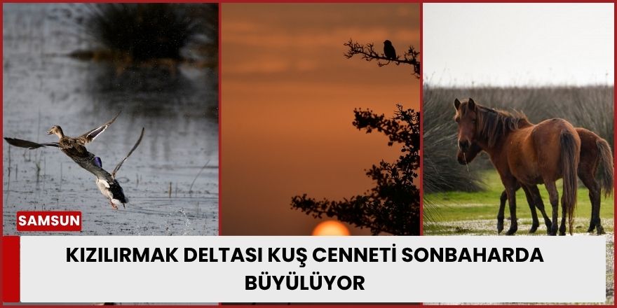 Kızılırmak Deltası Kuş Cenneti Sonbaharda Büyülüyor