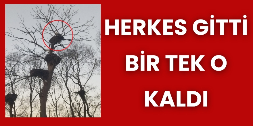 Herkes Gitti, Bir Tek O Kaldı