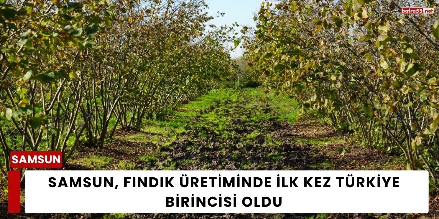 Samsun, Fındık Üretiminde İlk Kez Türkiye Birincisi Oldu