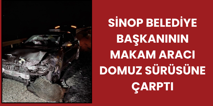 Sinop Belediye Başkanının Makam Aracı Domuz Sürüsüne Çarptı