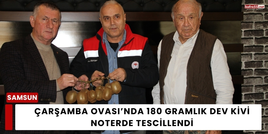 Çarşamba Ovası’nda 180 Gramlık Dev Kivi Noterde Tescillendi