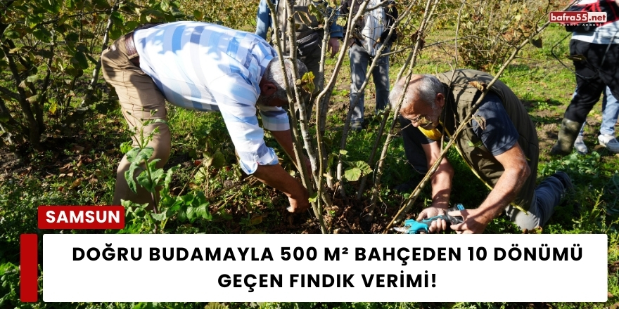 Doğru Budamayla 500 m² Bahçeden 10 Dönümü Geçen Fındık Verimi!