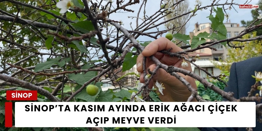 Sinop’ta Kasım Ayında Erik Ağacı Çiçek Açıp Meyve Verdi