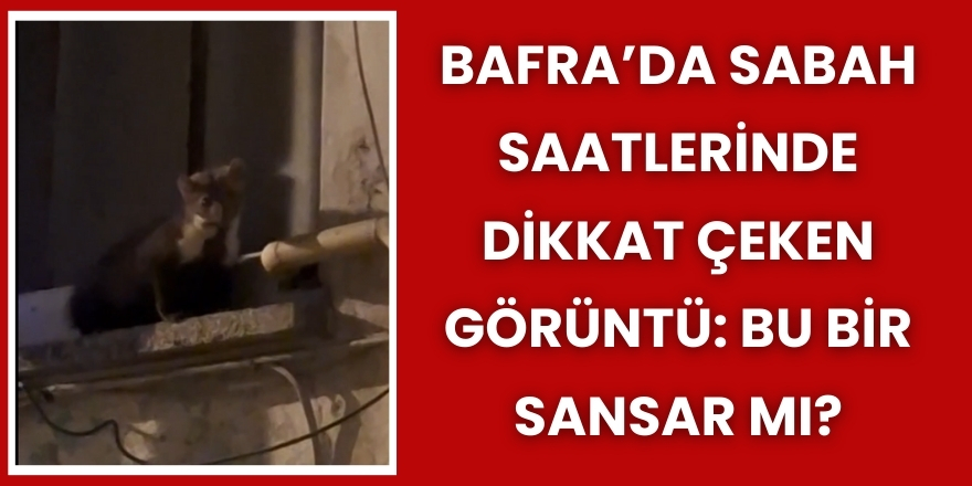 Bafra’da Sabah Saatlerinde Dikkat Çeken Görüntü: Bu Bir Sansar mı?