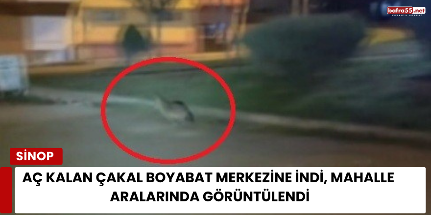Aç Kalan Çakal Boyabat Merkezine İndi, Mahalle Aralarında Görüntülendi