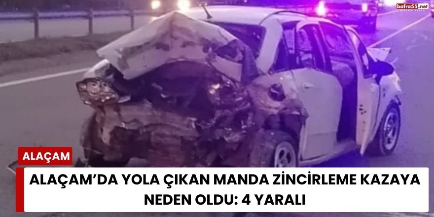 Alaçam’da Yola Çıkan Manda Zincirleme Kazaya Neden Oldu: 4 Yaralı