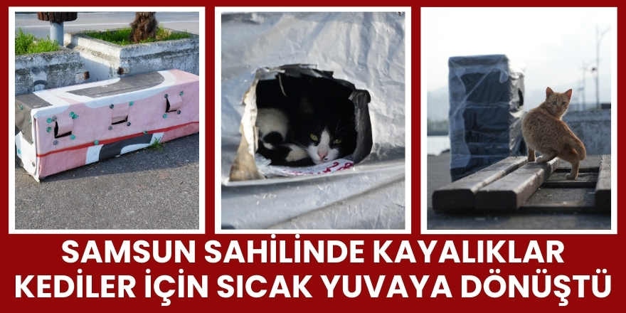 Samsun Sahilinde Kayalıklar Kediler İçin Sıcak Yuvaya Dönüştü