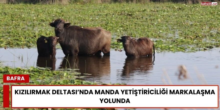 Kızılırmak Deltası’nda Manda Yetiştiriciliği Markalaşma Yolunda