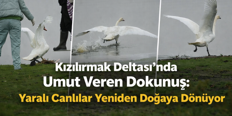 Kızılırmak Deltası’nda Yaban Hayatına Şifa: Yaralı Canlılar Doğaya Dönüyor