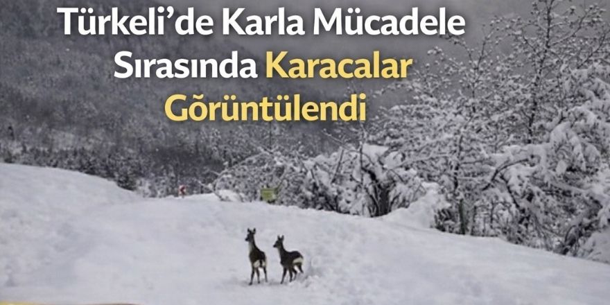 Türkeli’de Karla Mücadele Sırasında Karacalar Görüntülendi