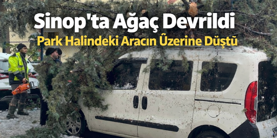 Sinop’ta Kökünden Sökülen Ağaç Park Halindeki Aracın Üzerine Devrildi