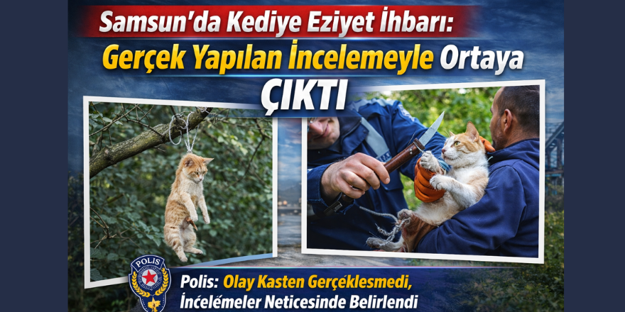 Kediye Eziyet İhbarı: Gerçek Yapılan İncelemeyle Ortaya Çıktı