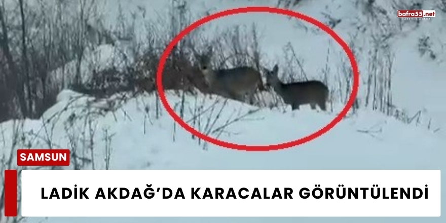 Ladik Akdağ’da Karacalar Görüntülendi