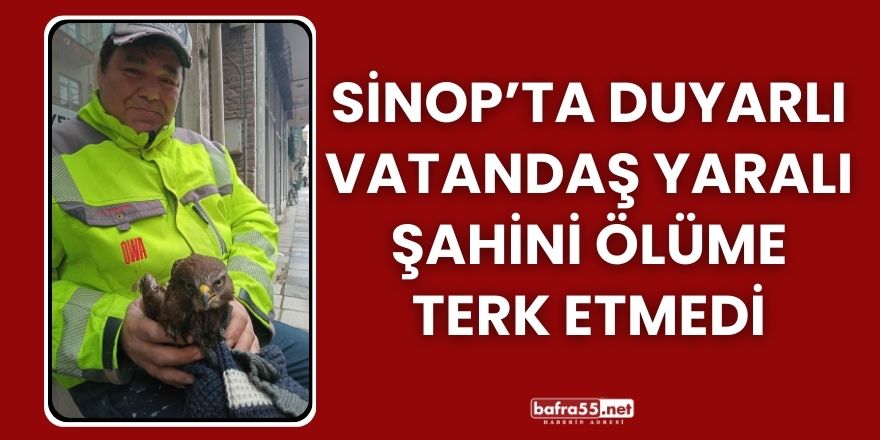 Sinop’ta Duyarlı Vatandaş Yaralı Şahini Ölüme Terk Etmedi