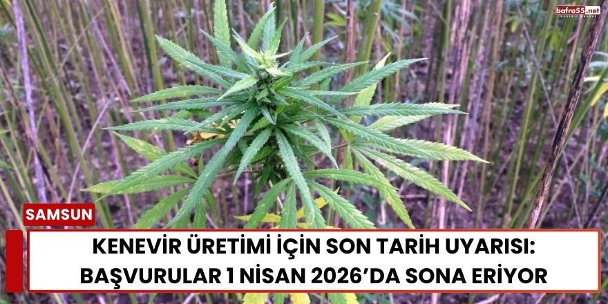 Kenevir Üretimi İçin Son Tarih Uyarısı: Başvurular 1 Nisan 2026’da Sona Eriyor