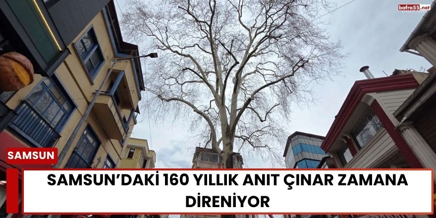 Samsun’daki 160 Yıllık Anıt Çınar Zamana Direniyor