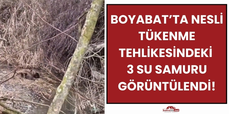 Boyabat’ta Nesli Tükenme Tehlikesindeki 3 Su Samuru Görüntülendi