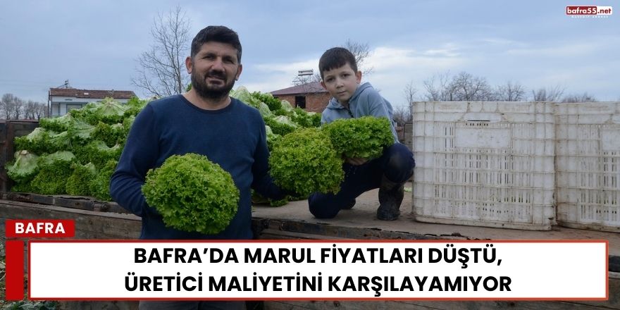 Bafra’da Marul Fiyatları Düştü, Üretici Maliyetini Karşılayamıyor