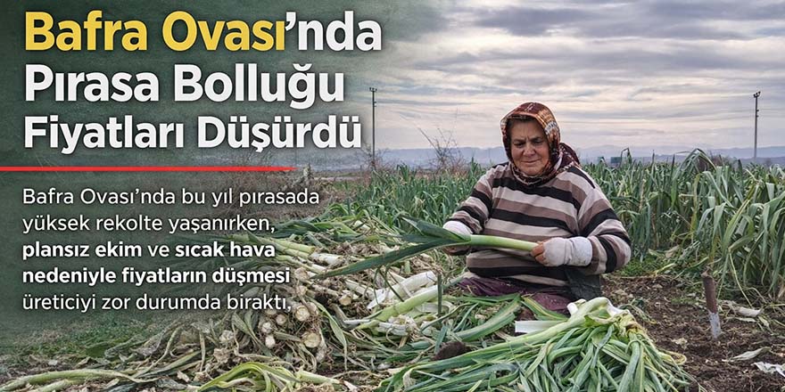 Bafra Ovası’nda Pırasa Bolluğu Fiyatları Düşürdü