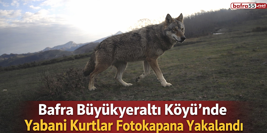 Bafra’da Yabani Kurtlar Görüntülendi