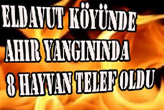 ELDAVUT KÖYÜNDE AHIR YANGININDA 8 HAYVAN TELEF OLDU