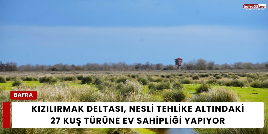 Kızılırmak Deltası, Nesli Tehlike Altındaki 27 Kuş Türüne Ev Sahipliği Yapıyor