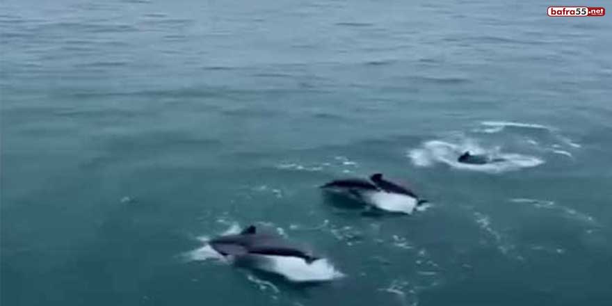 Sinop açıklarında yunus sürüsünden balıkçılara görsel şölen