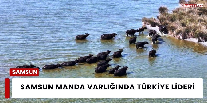Samsun Manda Varlığında Türkiye Lideri