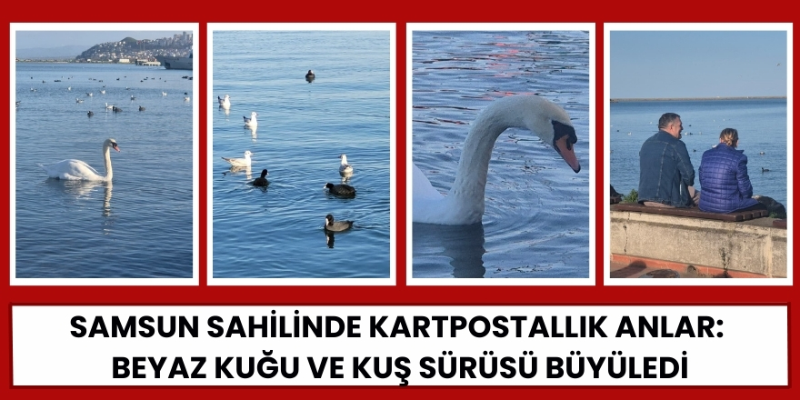 Samsun Sahilinde Kartpostallık Anlar: Beyaz Kuğu ve Kuş Sürüsü Büyüledi